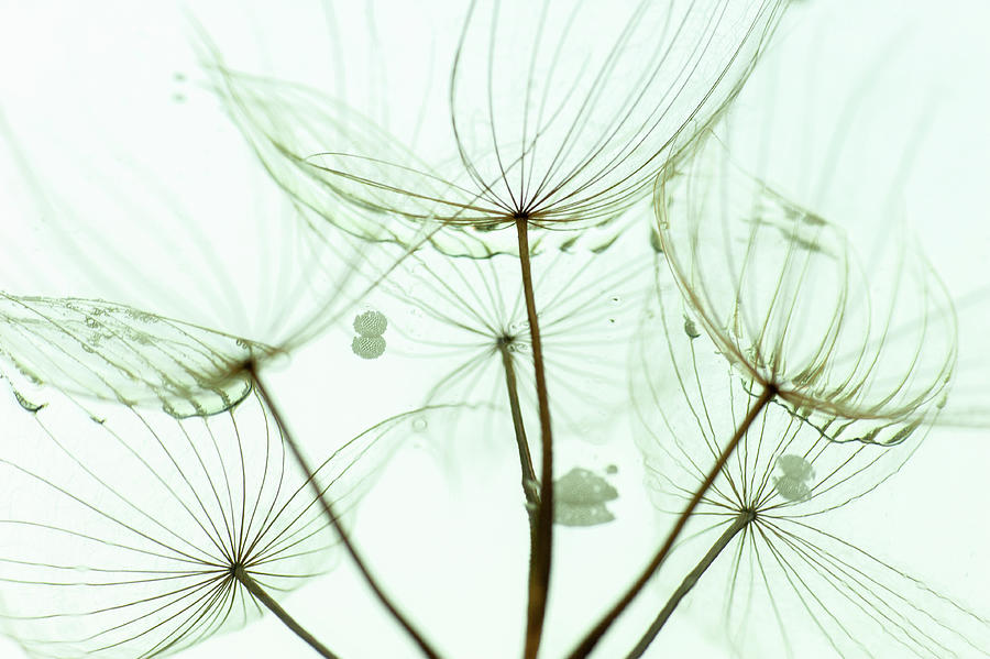 White Dandelions #2 Photograph by Iris Greenwell
