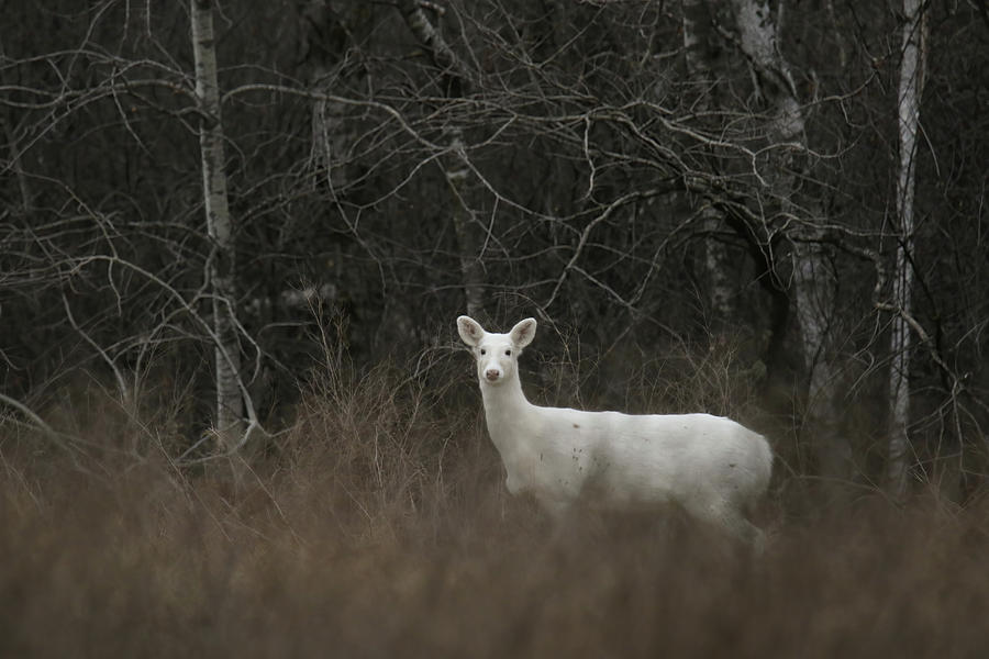 White Deer #2 Photograph by Brook Burling