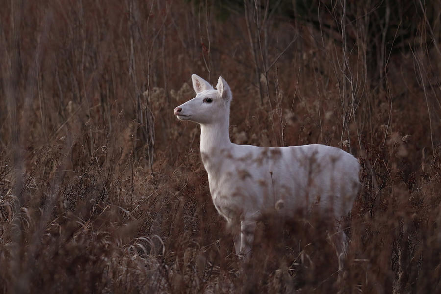 White Doe #2 Photograph by Brook Burling
