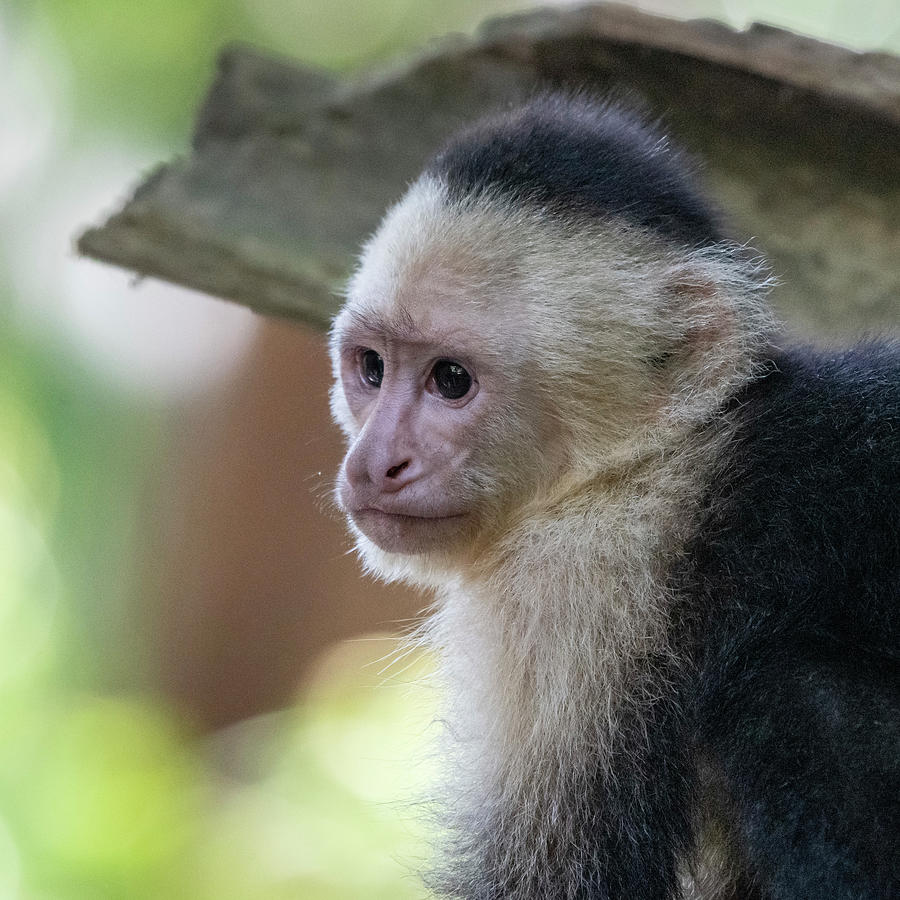 White-faced Monkey #2 Photograph by Ken Stampfer