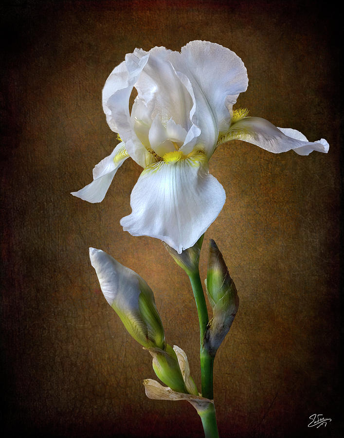 White Iris #2 Photograph by Endre Balogh
