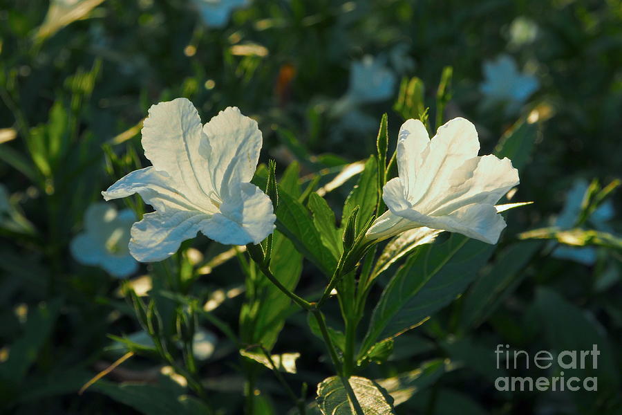 Iris Photograph - 2 White Irises 1 by Anthony Burokas