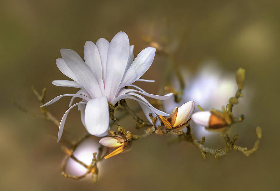 White magnolia #2 Photograph by Jaroslaw Blaminsky
