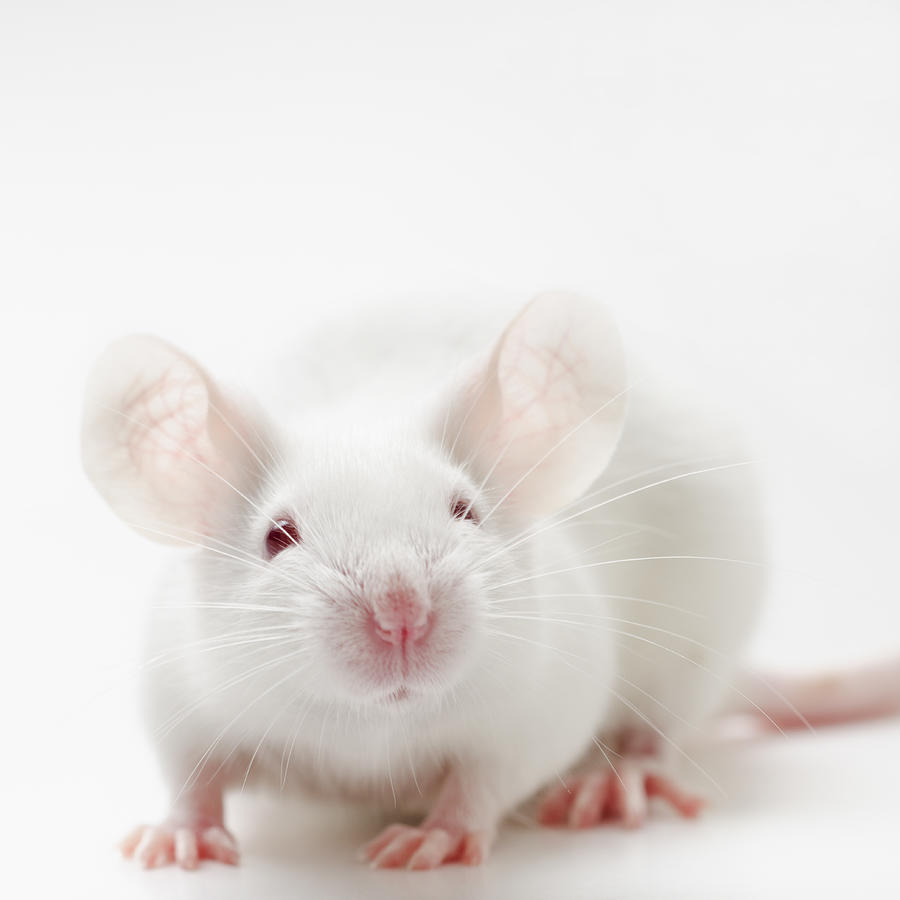 White mouse on white background, studio shot #2 Photograph by Tetra Images White mouse on white background, studio shot #2 Photograph by Tetra Images