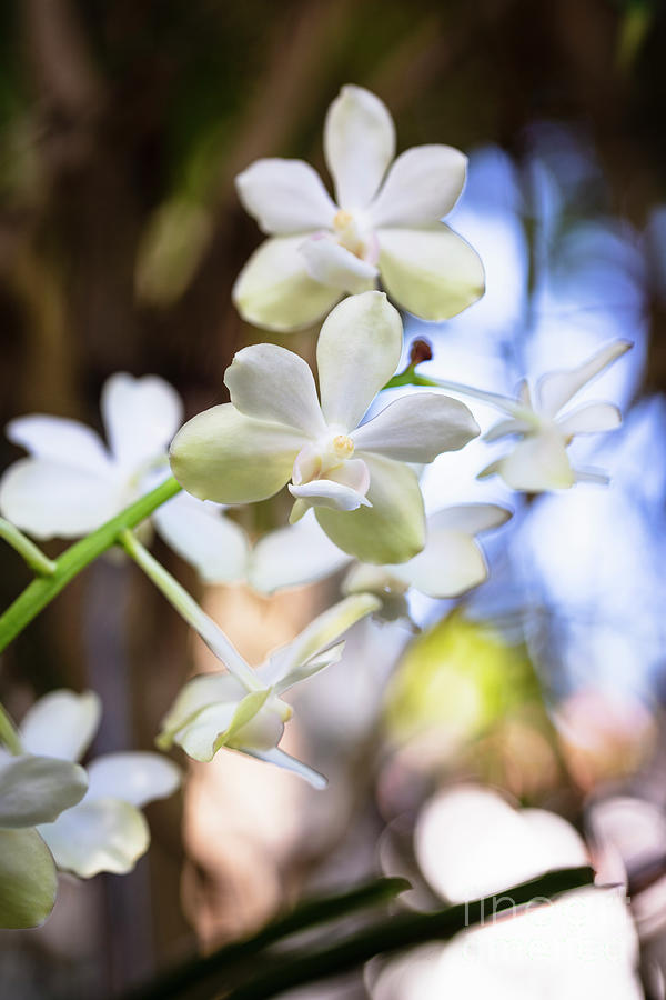 White Orchid Flowers Photograph by Raul Rodriguez