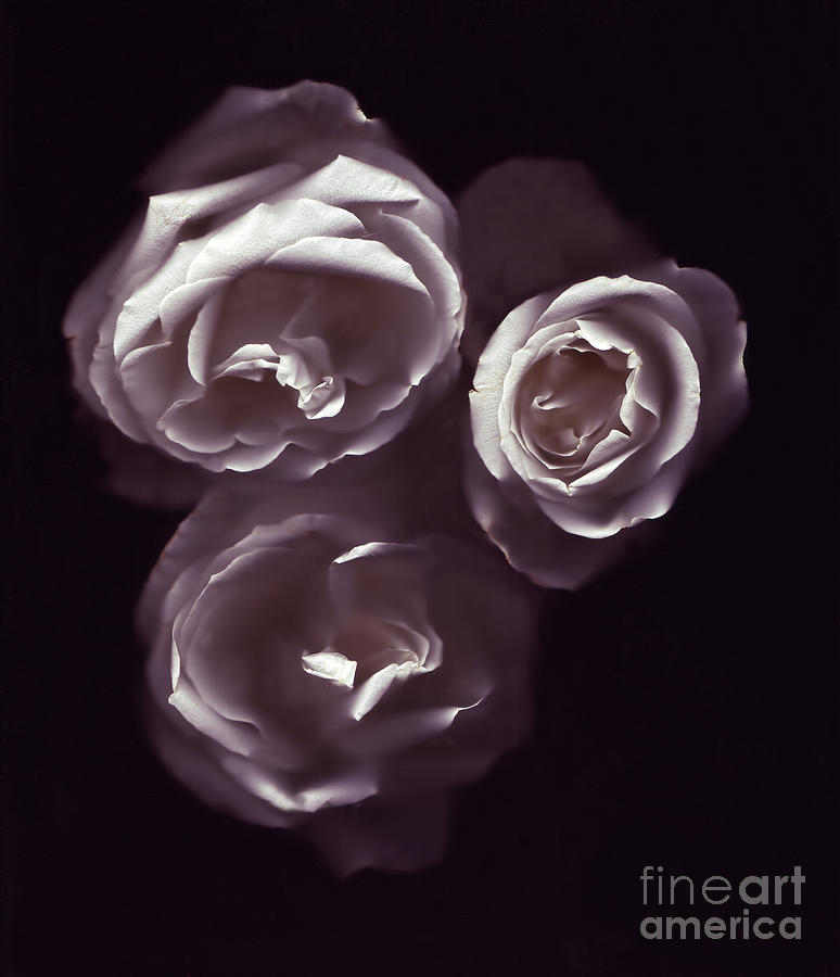 Rose Photograph - White Roses #2 by Susan Burks