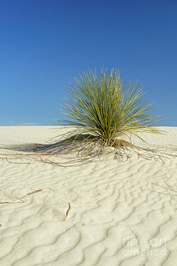 White Sands #2 Photograph by Roxie Crouch