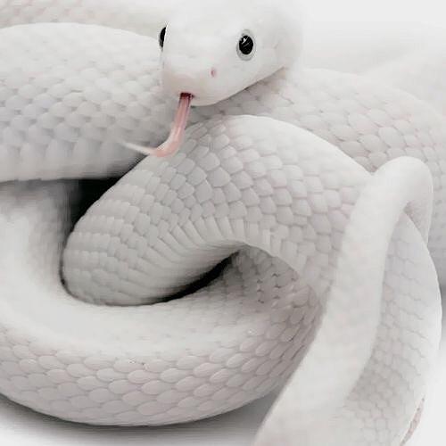 White Serpent Damballa Wedo Digital Art by Marie Jean- Baptiste | Fine ...