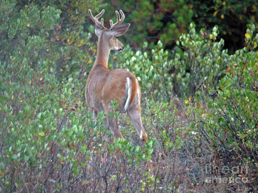 White-tail buck #2 Photograph by Cindy Murphy