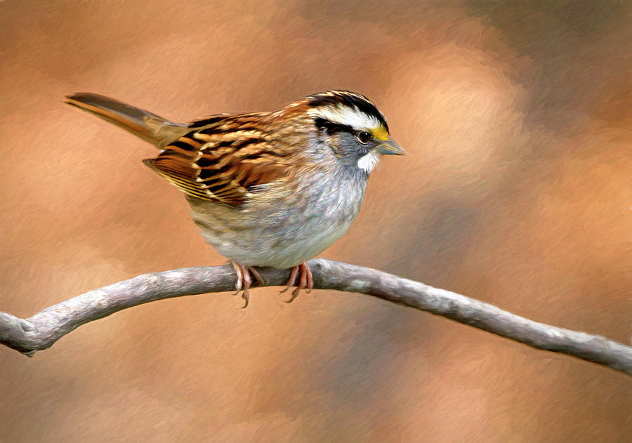 White Throated Sparrow #1 Photograph by Art Cole