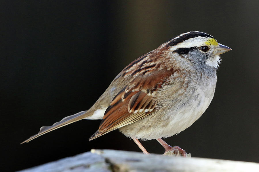 White-throated Sparrow Stony Brook New York #2 Photograph by Bob Savage
