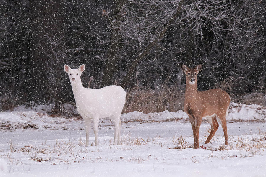Whitetail Deer #2 Photograph by Brook Burling