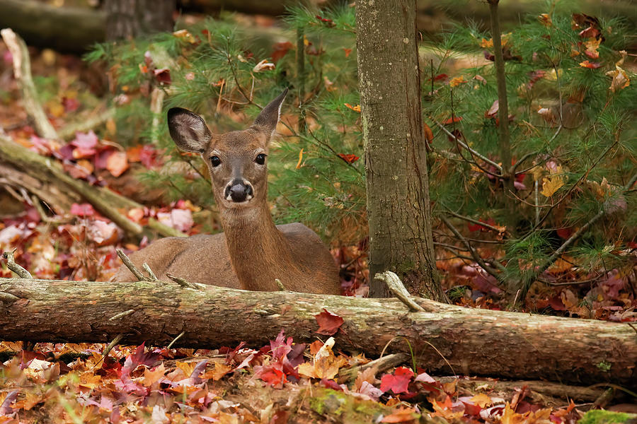 Whitetail Doe #2 Photograph by Brook Burling