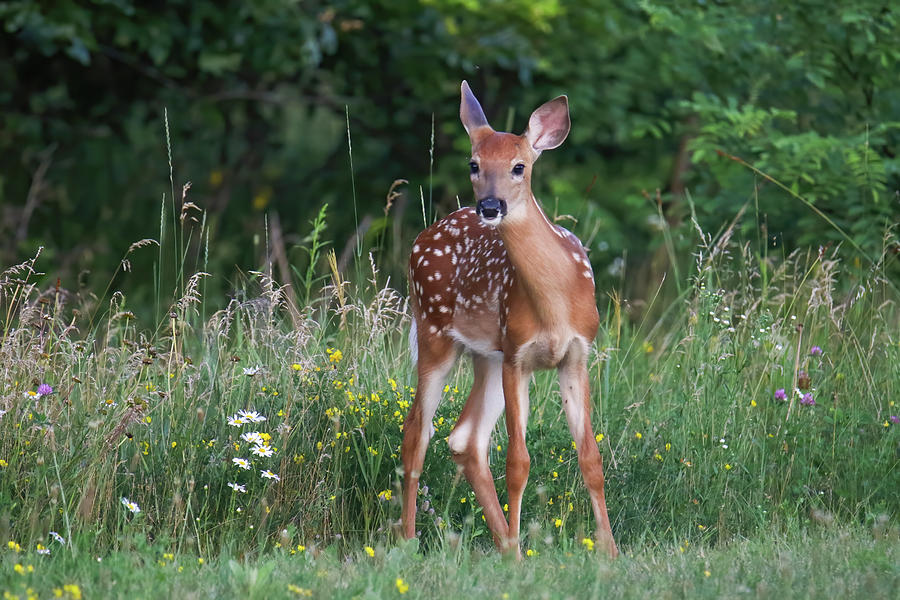 Whitetail Fawn #2 Photograph by Brook Burling