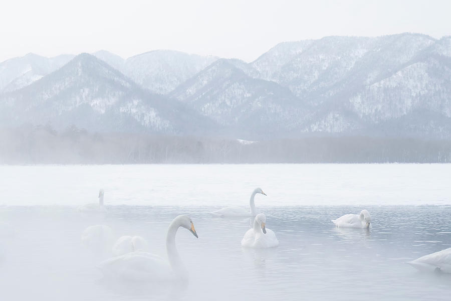 Whooper Swan in winter landscape, Lake Kussharo #2 Photograph by Kiran Joshi