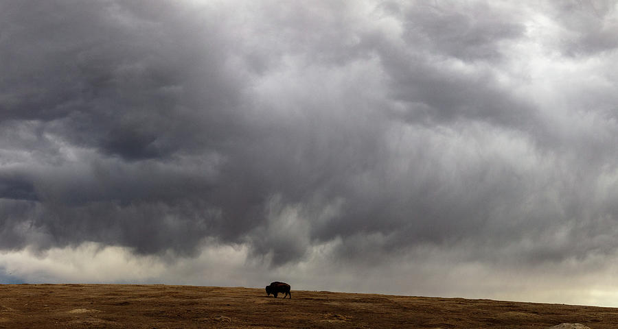 Wide shot of lone buffalo at Theodore Roosevelt National Park in North Dakota #5 Photograph by Eldon McGraw