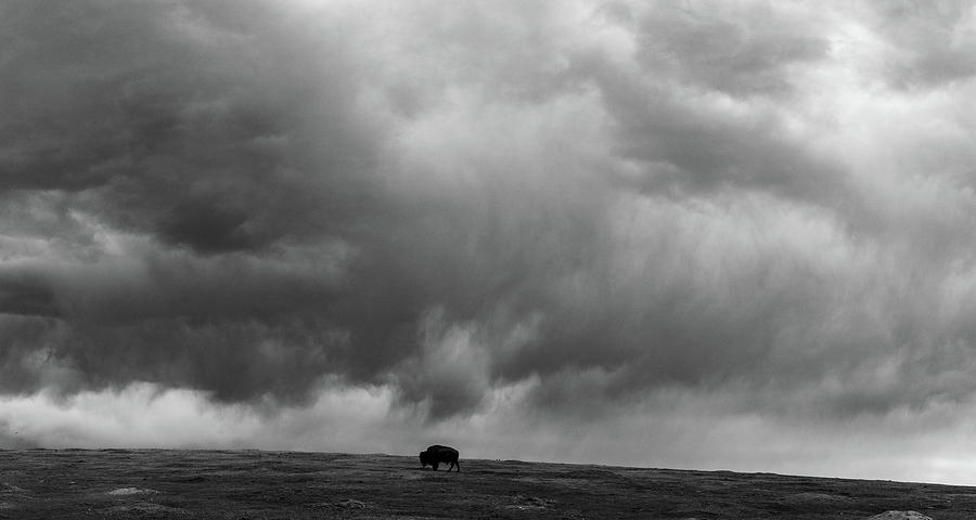 Wide shot of lone buffalo at Theodore Roosevelt National Park in North Dakota in black and white #4 Photograph by Eldon McGraw