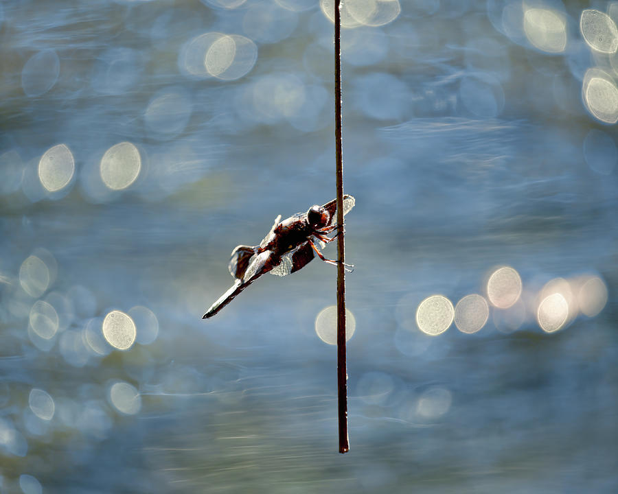 Widow Skimmer Dragonfly Photograph
