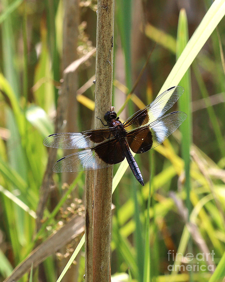 Widow Skimmer Dragonfly #2 Photograph by Tom Doud