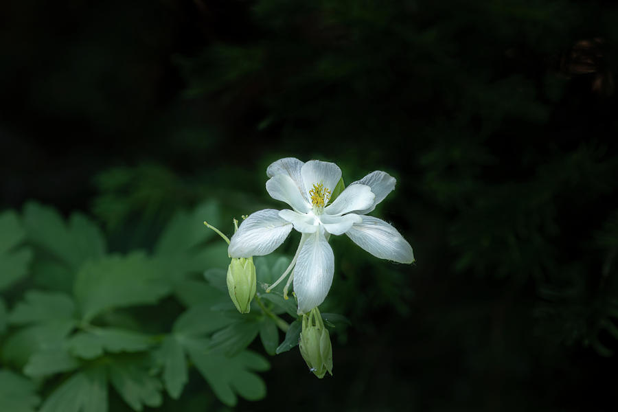 Wild Columbine #2 Photograph by Laura Terriere