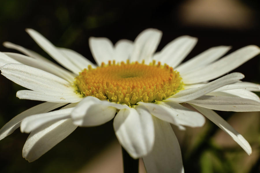 Wild Daisy #2 Photograph by SAURAVphoto Online Store