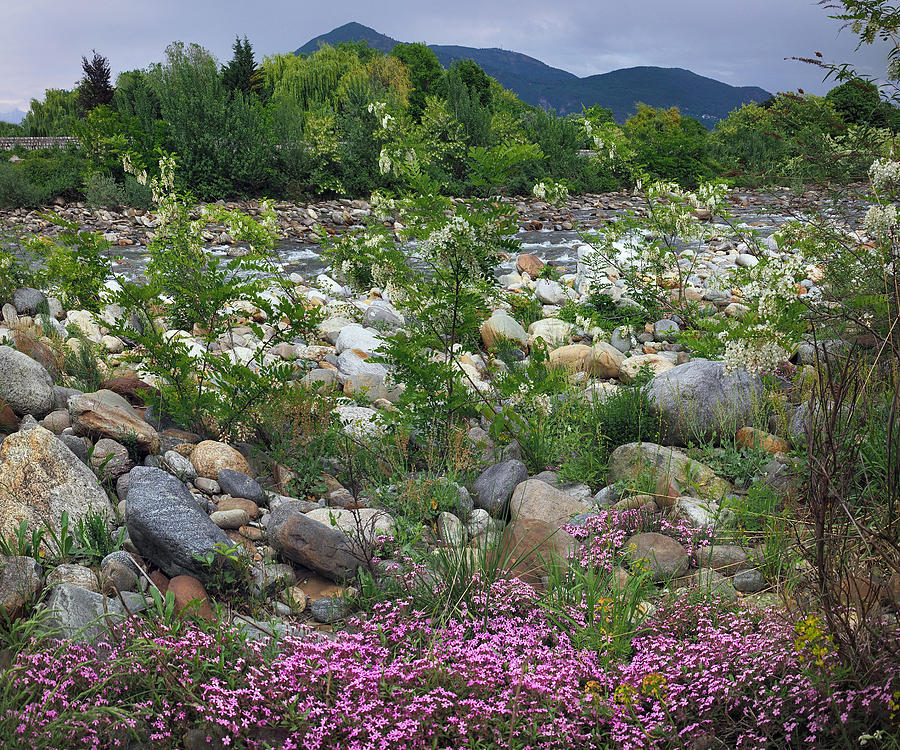 Wild Flowers On The Riverbank Of Torrente Cannobino #2 Photograph by Federica Grassi