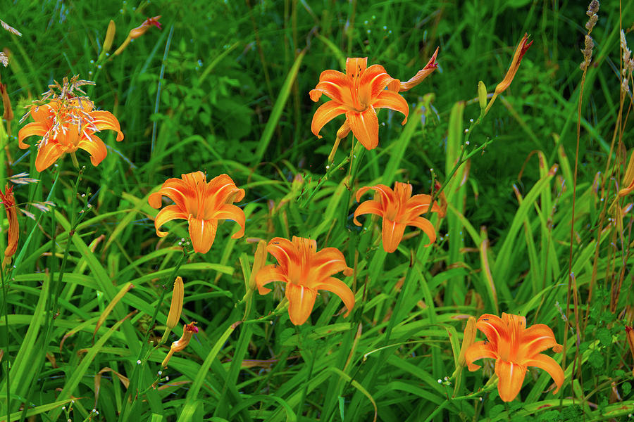 Wild FlowersOrange Lilies Howard County Indiana Photograph by William