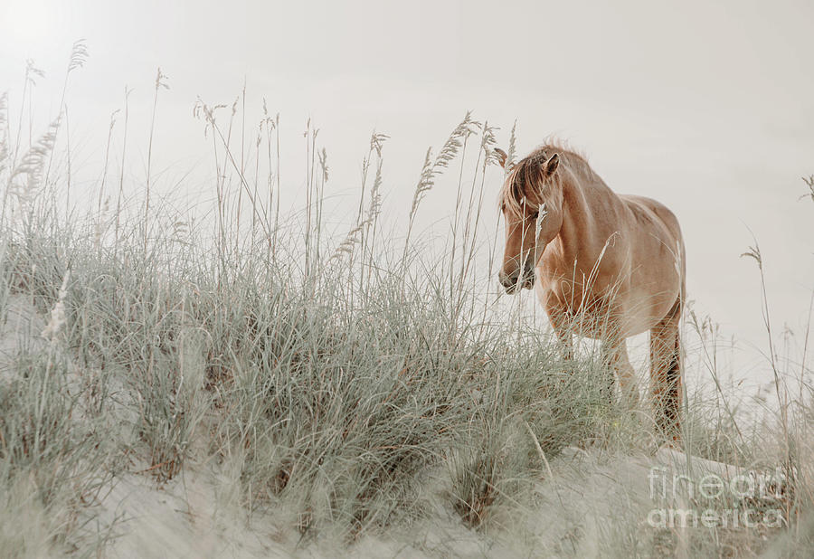 Wild Horse on the Beach #4 Photograph by Diane Diederich