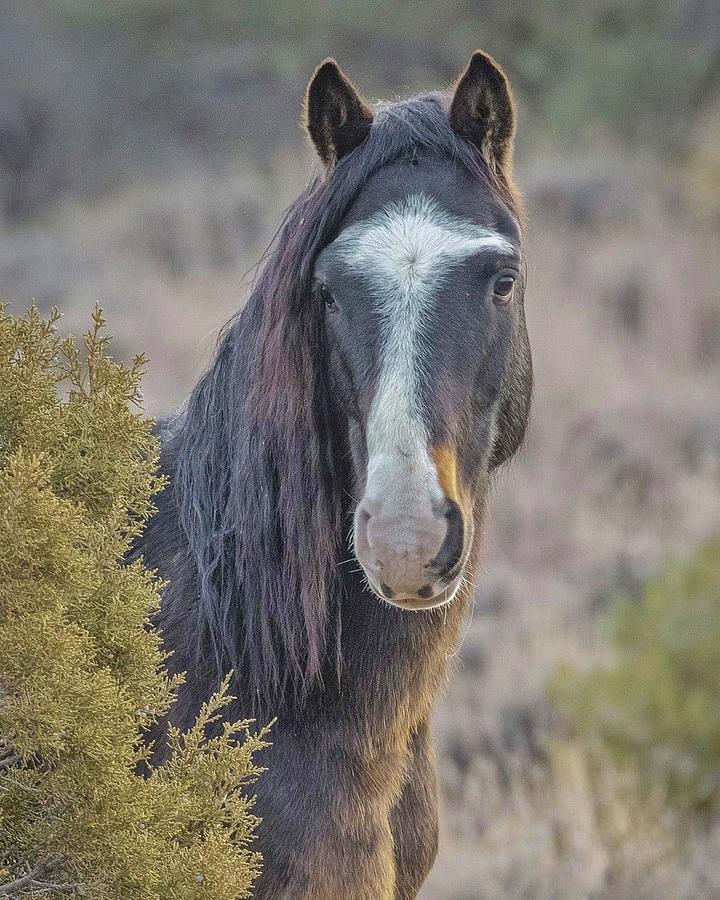 Wild Horse Zorro 2 Photograph by Cheryl Broumley Pixels