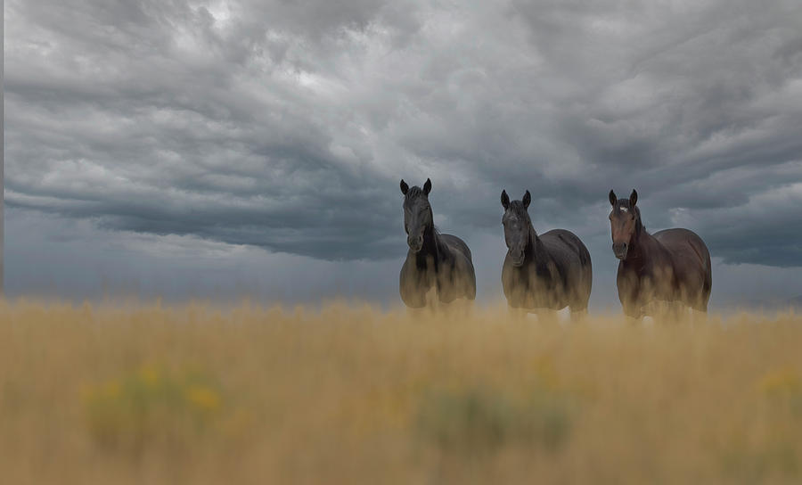 Wild Horses #2 Photograph by Laura Terriere