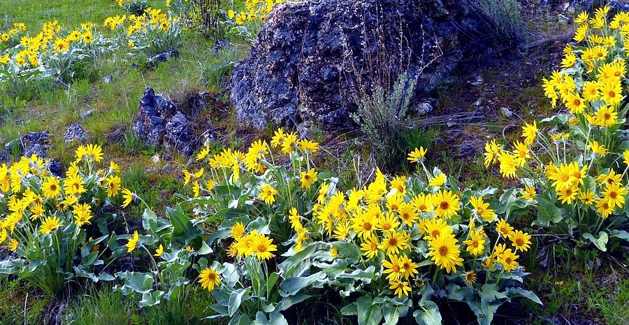 Wild Okanagan Sunflowers #2 Photograph by Will Borden