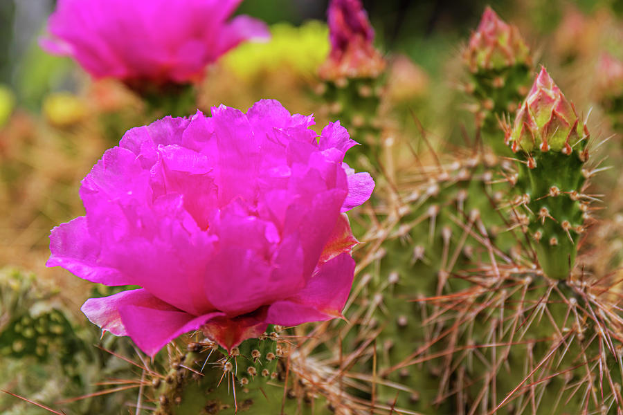 Wild Pink Cactus Flowers Photograph by Elijah Rael