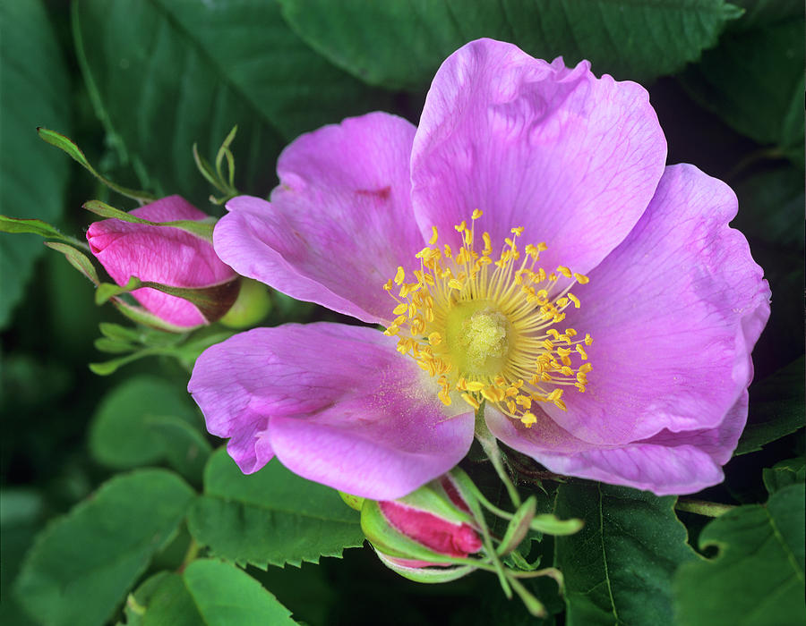 Nature Photograph - Wild Rose #2 by Tim Fitzharris