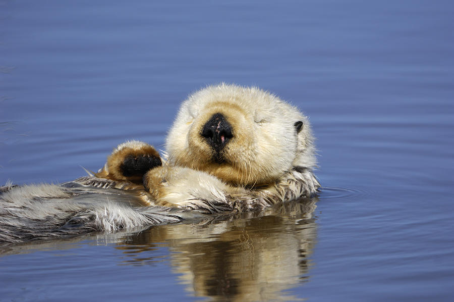 Wild Sea Otter Resting in Calm Ocean Water #2 Photograph by GomezDavid