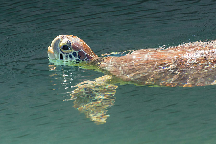 Wild Sea Turtle - Dry Tortugas Photograph by Patrick Barron - Fine Art ...