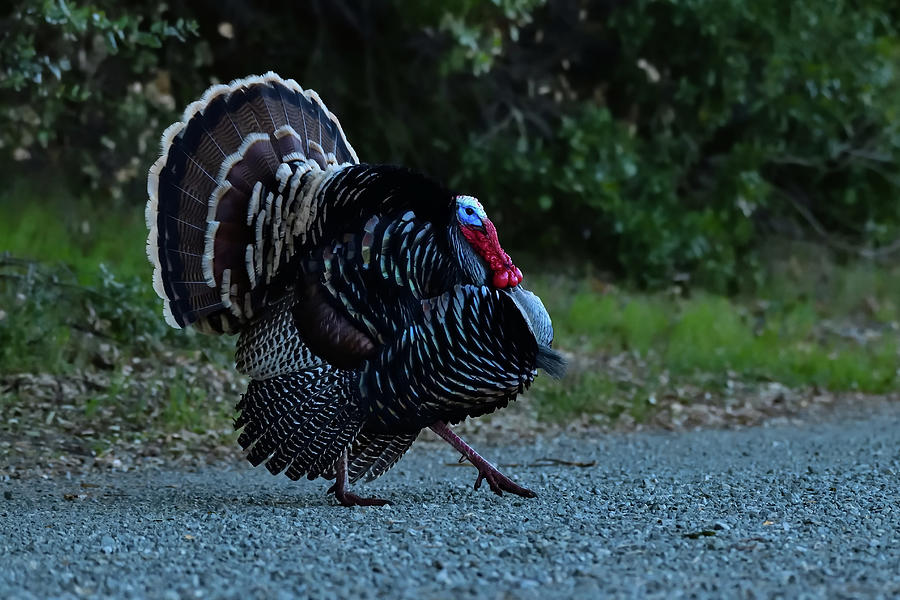 Wild Turkey Portrait - San Antonio Park, Cupertino #2 Photograph by Amazing Action Photo Video