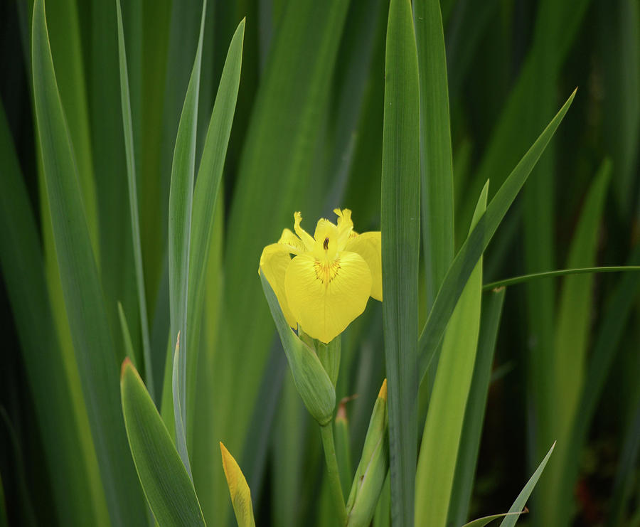 Wild Yellow Iris Photograph