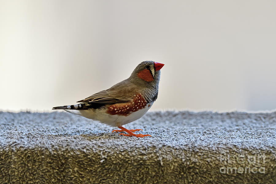 Wild Zebra Finch #2 Photograph by Amazing Action Photo Video