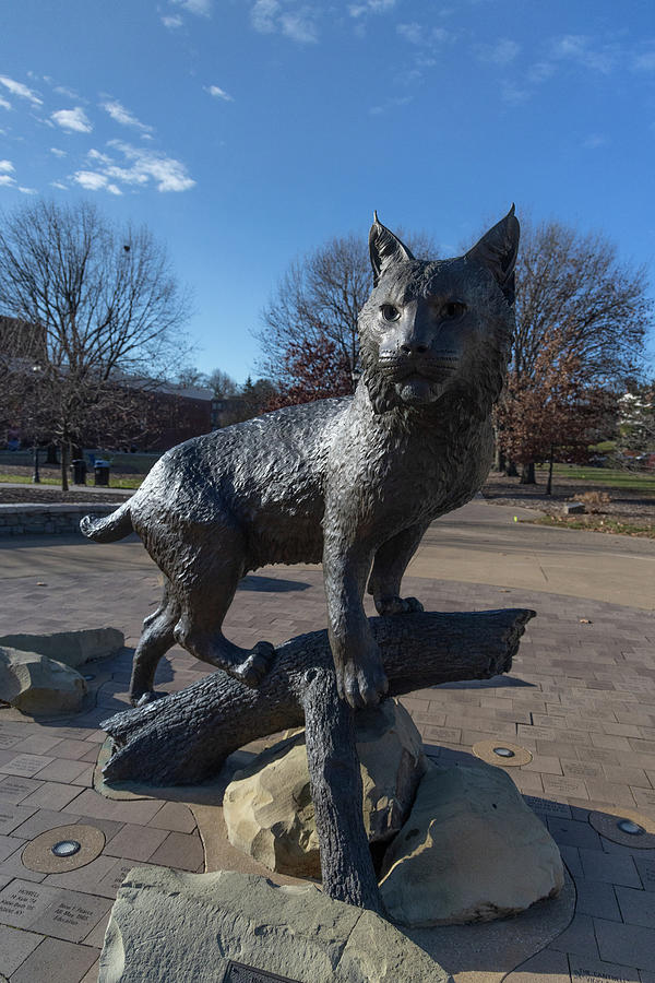 Wildcat statue at the University of Kentucky #2 Photograph by Eldon McGraw