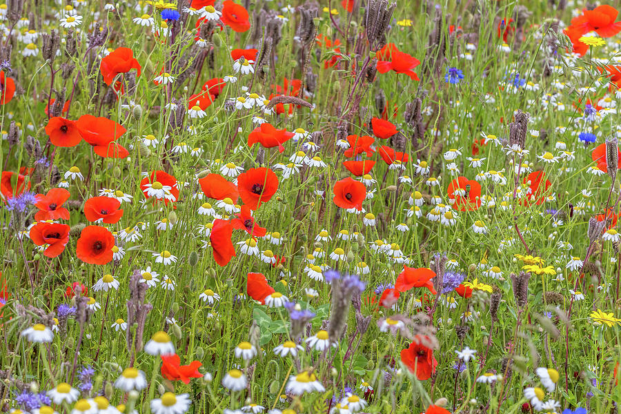 Wildflower Meadow - #2 Photograph by Chris Smith