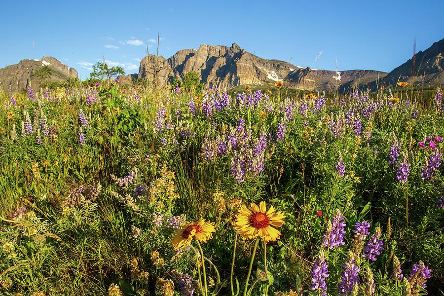 Wildflowers at Many Glacier #2 Photograph by Jack Bell