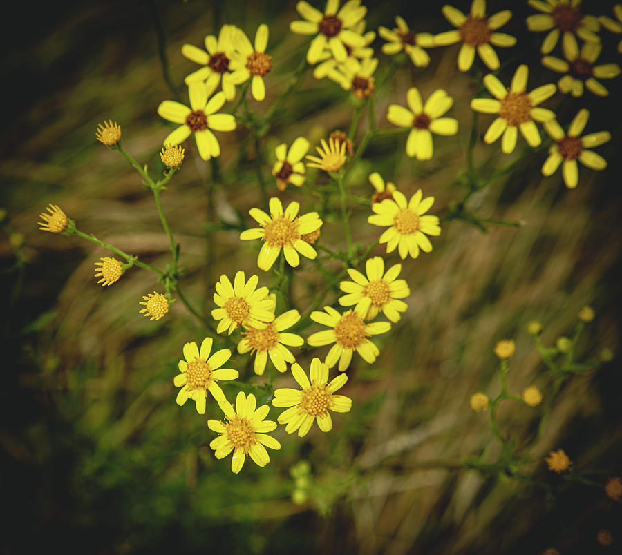 Wildflowers Photograph