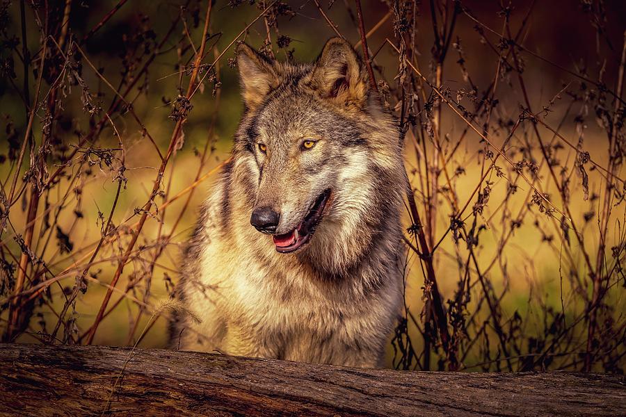 Wolves Photograph - Wildlife #2 by Brian Venghous