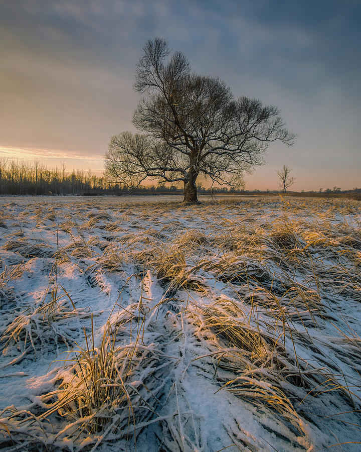 Willow #2 Photograph by Davorin Mance