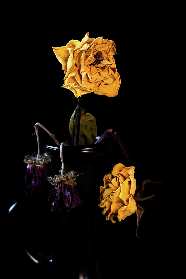 Wilted and dry yellow rose flower on a vase on a black background. #2 Photograph by Michalakis Ppalis