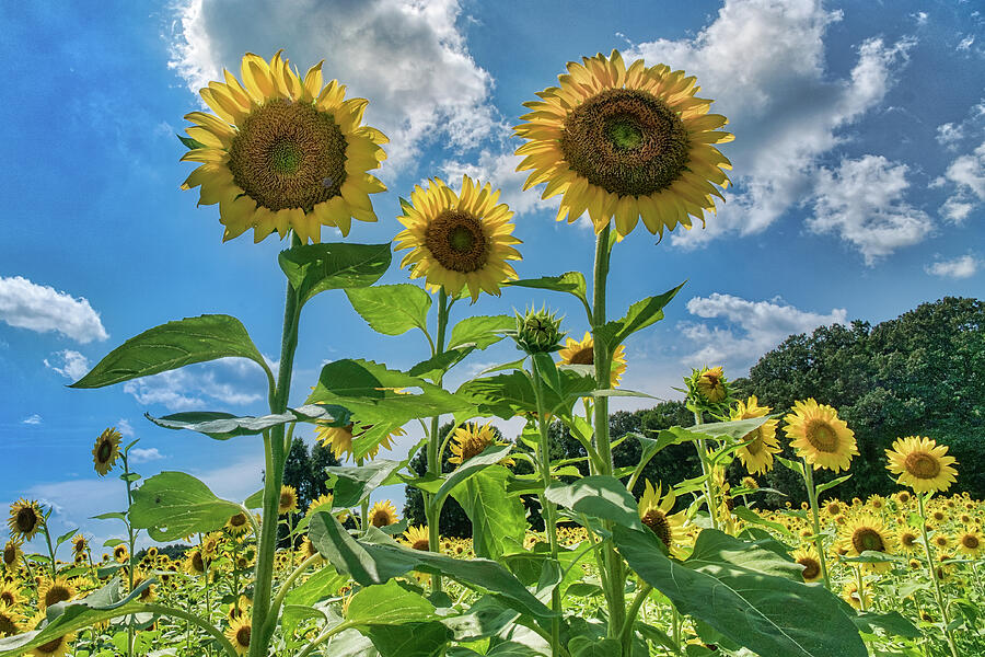 Windsor Castle Sunflowers #2 Photograph by Jerry Gammon