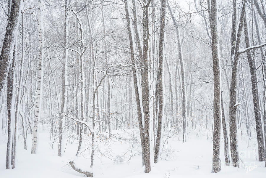 Winter Blizzard Photograph by Alana Ranney