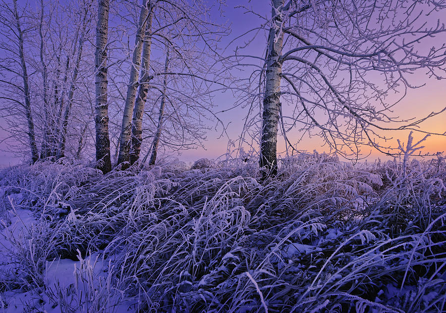 Winter Frost #2 Photograph by Dan Jurak
