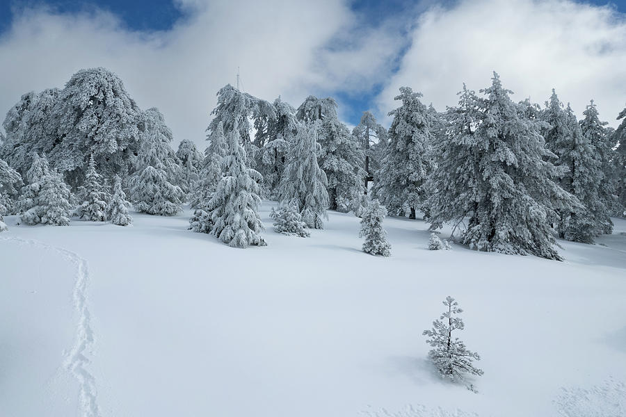 Winter landscape in snowy mountain frozen snow covered fir trees against blue cloudy sky. #2 Photograph by Michalakis Ppalis