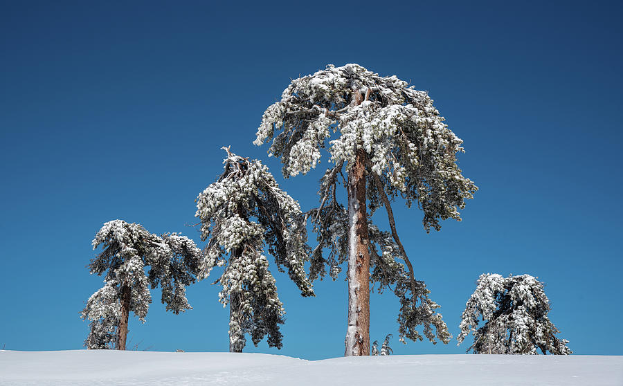 Winter landscape in snowy mountains. frozen snowy lonely fir trees against blue sky. #5 Photograph by Michalakis Ppalis